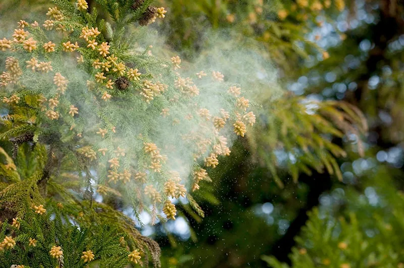 花粉症/アレルギー